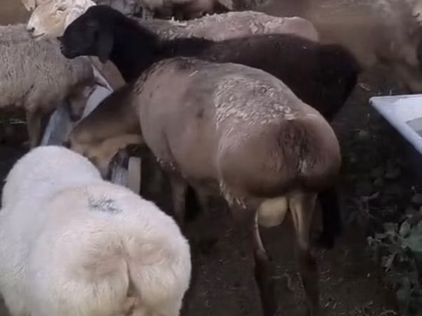 Beran, Ovce