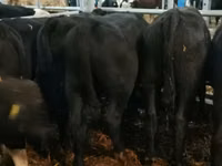 Banteng, Aberdeen-Angus — foto 8