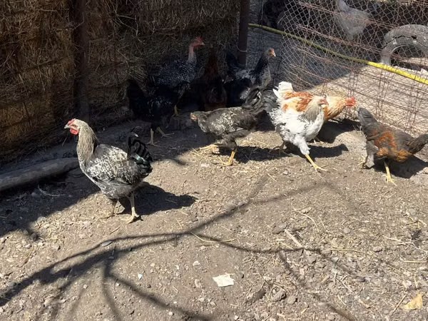 Jersey Giant — Kyrgyzstan