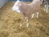 Bou, Bovine — foto 3