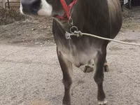雌牛, Swiss cattle — 写真 2