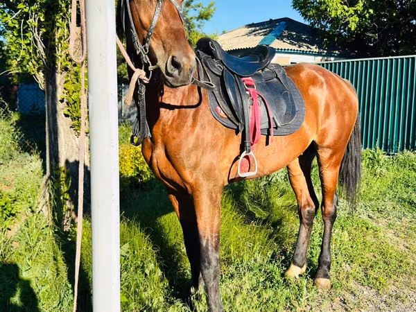 اسب نر, Horse breed