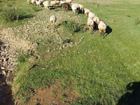 میش, گوسفند — عکس 5