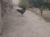 Chickens — fotografija 2