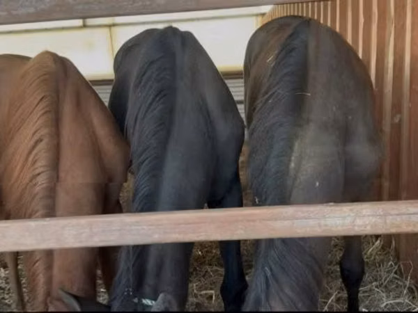 Kuda betina, Horses — Hungaria
