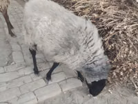 भेड़, Romanov sheep — फ़ोटो 3