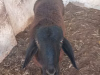 Domba jantan, Sheep — foto 3
