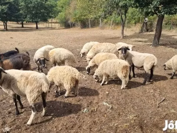 แกะตัวเมีย, Tsigai sheep