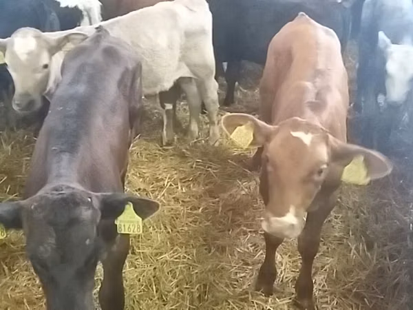 सांड, Simmental cattle — पोलैंड