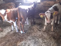 Býk, Simmental cattle — foto 1