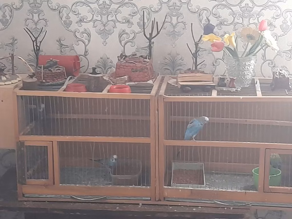 Taxta konstruksiyalı ikili quş qəfəsi - Material: möhkəm taxta