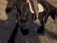ม้าตัวผู้, Friesian — รูปภาพ 2