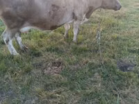 Vache, Bovins — photo 2