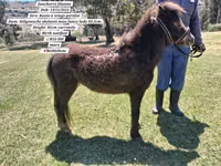ঘোড়া, Miniature horse — ছবি 5