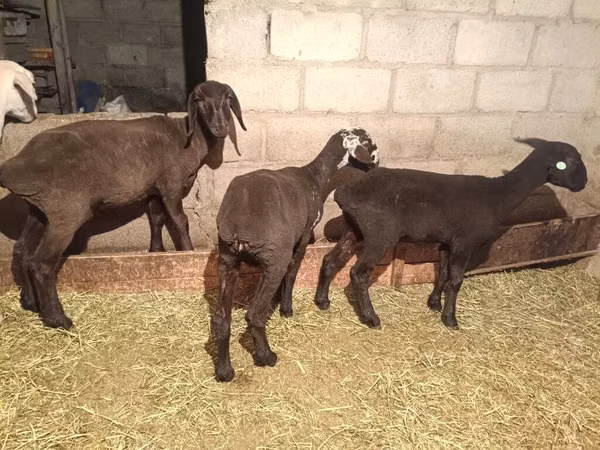Goat, Goats