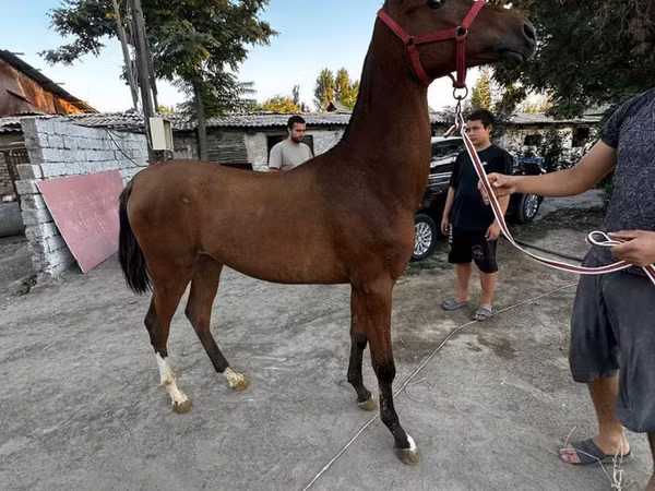 حصان, Akhal-Teke