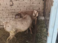 Vædder, Rhon sheep — foto 7