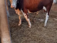 公牛, Cattle — 照片 3