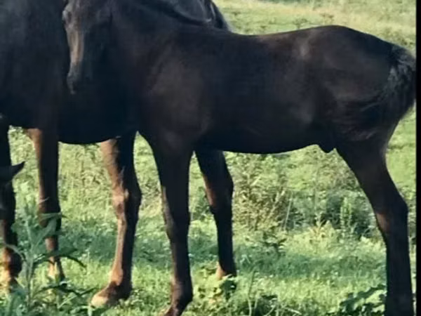 ม้าตัวผู้, Rocky Mountain Horse