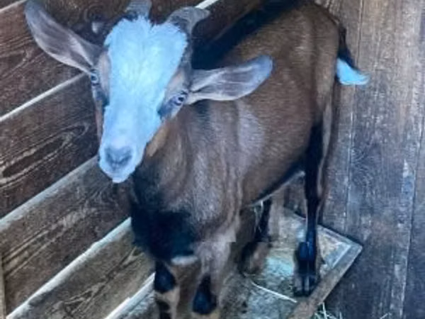 Billy Goat, Goats — Hungary