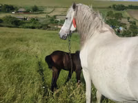 ม้าตัวเมีย, ม้า — รูปภาพ 2