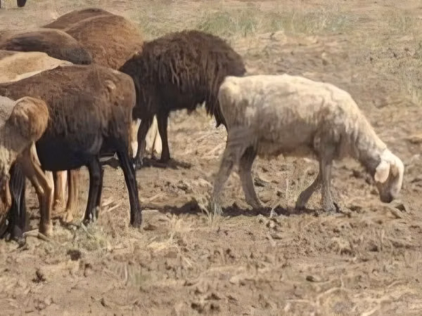 میش, گوسفند — قزاقستان