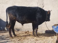 گاو نر, گاو — عکس 3