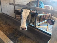 Byk, Russian Black pied cattle — zdjęcie 1
