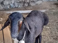 Ram, Sheep — photo 3
