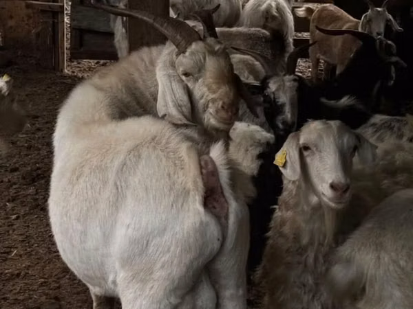 Goat, Goats