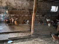 Chickens — عکس 2
