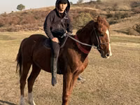 اسب نر, اسب — عکس 1