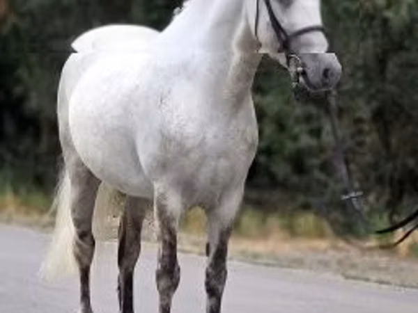 Hingst, Falabella