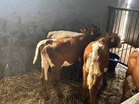 Bydło (partia, płeć nieokreślona), Simmental cattle — zdjęcie 4