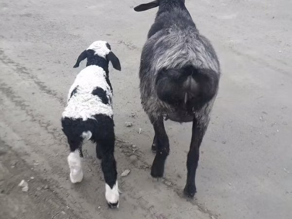 Goat, Goats — Uzbekistan
