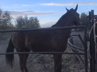 குதிரை, Thoroughbred horse — புகைப்படம் 1