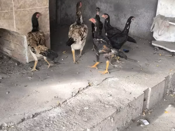 Chickens