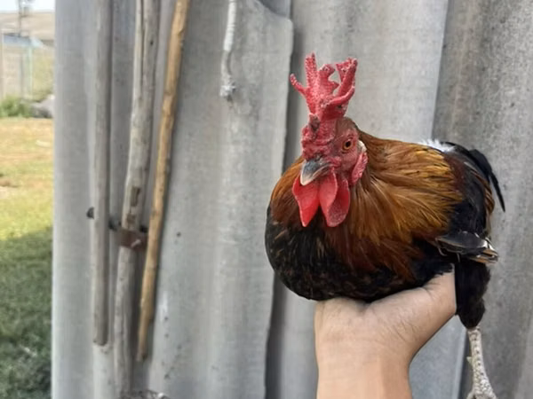 Chickens — Kyrgyzstan