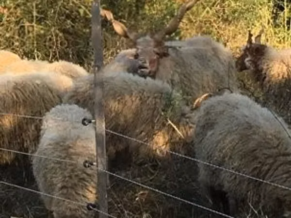 میش, Racka sheep — مجارستان