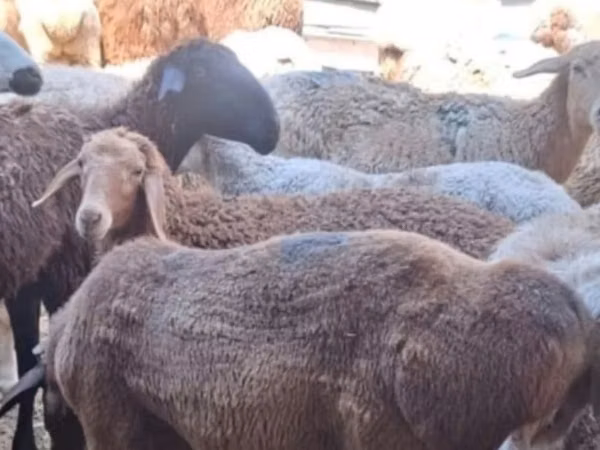 Ovejas (lote, sexo no especificado), Ovejas