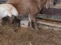 Ovca, West-Siberian mutton sheep — fotografija 4