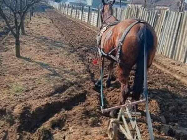 Kuda betina, Horses — Hungaria