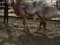 Koç, Edilbay sheep — foto 2