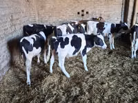 Bull, Holstein breed — photo 4