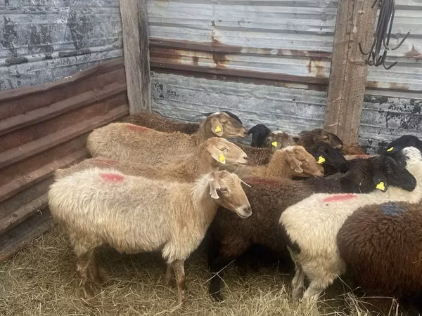Kambing jantan, Sheep — Kazakhstan