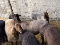 Kambing jantan, Sheep — foto 2
