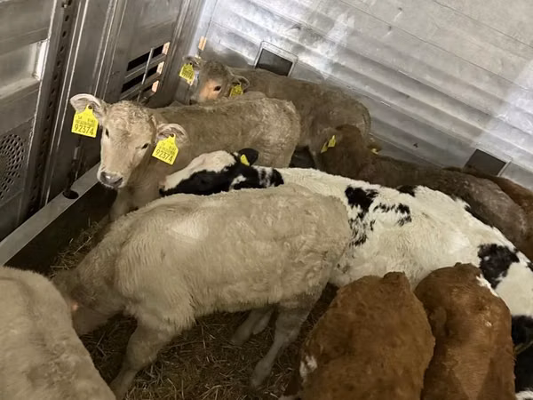 Bovini (lotto, sesso non specificato), Bovini