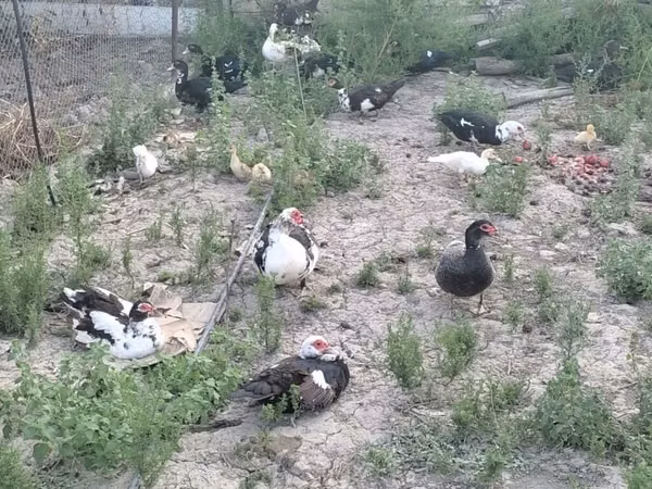 Ducks — آذربائیجان