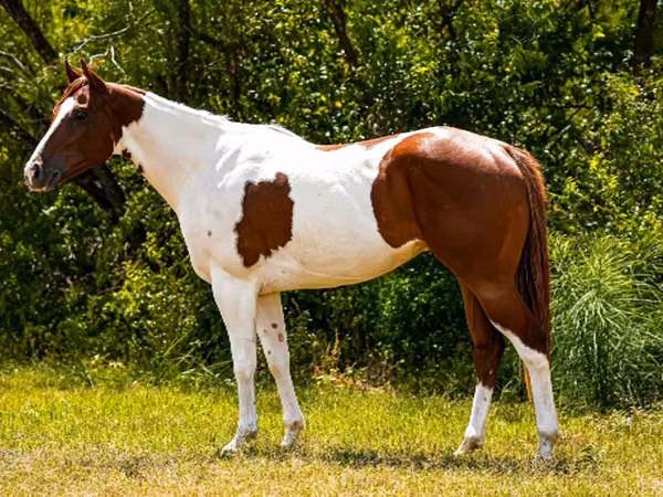 Aygʻir, American paint horse
