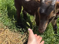 Kambing betina, Nubian Goat — foto 3